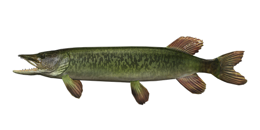 Where to Catch Grass Pickerel in Fishing Planet