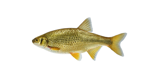 Where to Catch Golden Shiner Fishing Planet