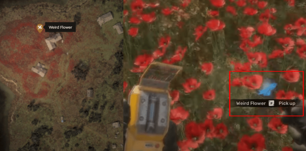 STALKER 2 poppy fields and weird flower