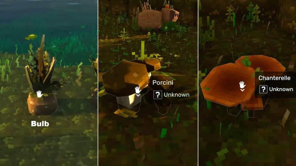 All three mushrooms that are used in cooking useful healing items. 