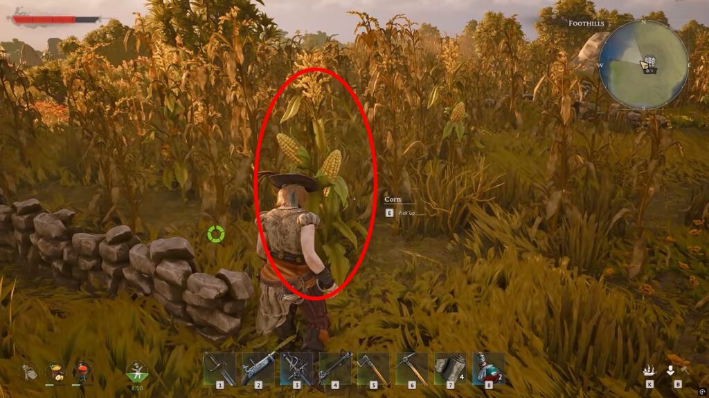 Corn plant at the Ancient Farm in the Foothills | Windrose